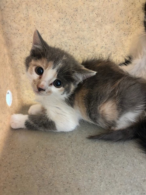CALI, an adoptable Domestic Short Hair in Lancaster, CA
