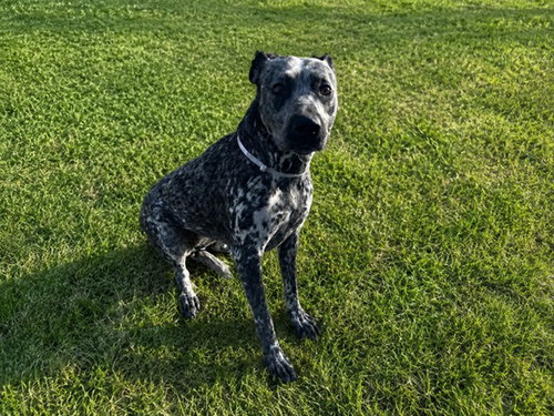 DIXIE