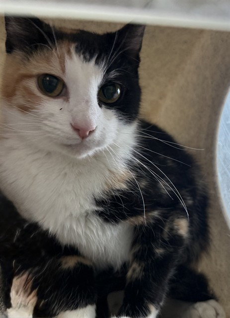 HAZEL