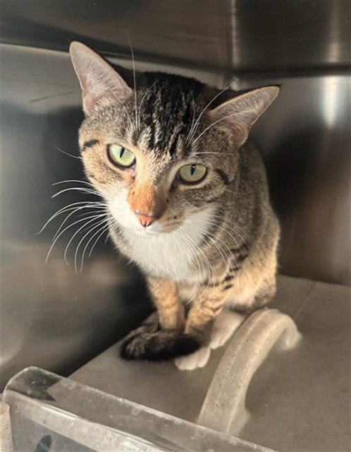MEOWNA LISA, Young Domestic Short Hair (medium coat), cat for adoption in Santa Clarita, California