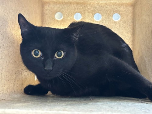 SALEM