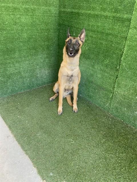 BENJI