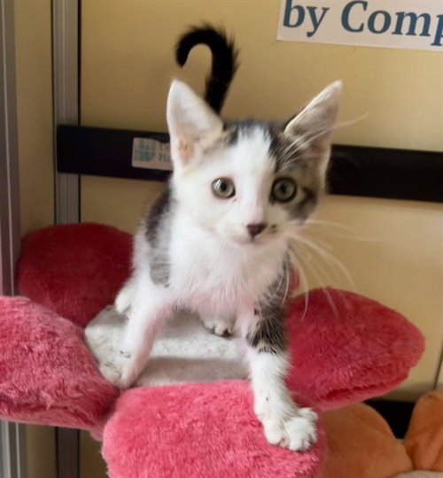 ORCHID
