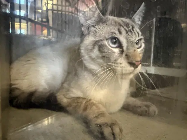 Otto - Domestic Short Hair