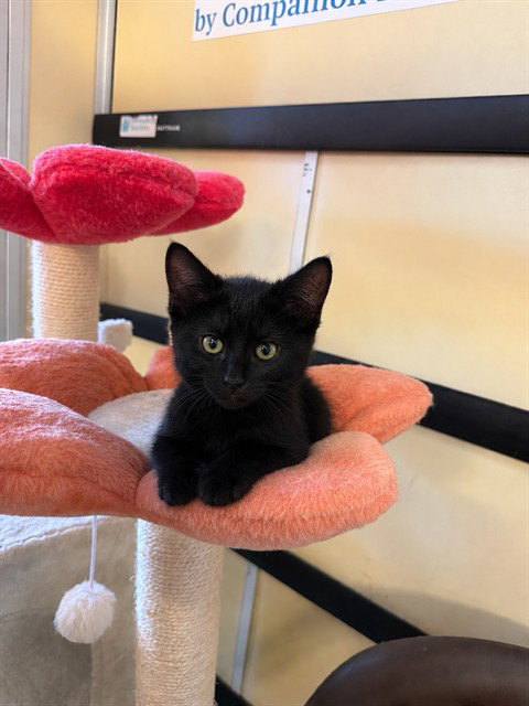 LICORICE, Baby Domestic Short Hair (medium coat), cat for adoption in Thousand Oaks, California