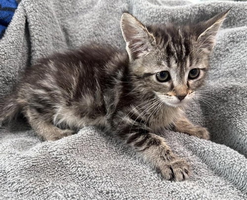 KATALINE, Baby Domestic Short Hair (medium coat), cat for adoption in Santa Clarita, California