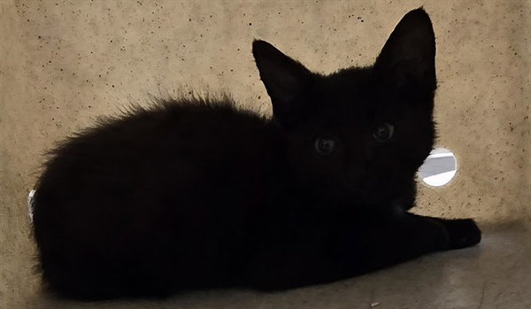JULIUS