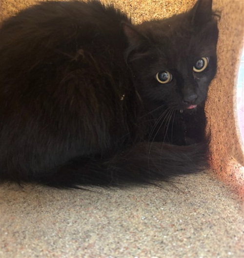 BLACKY
