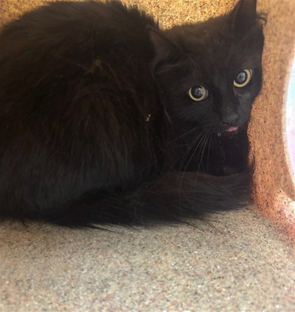 BLACKY