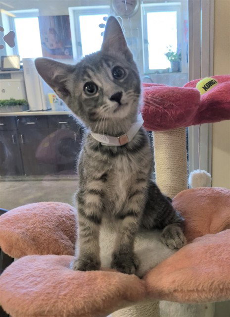 PENNY