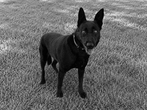 BLACKY