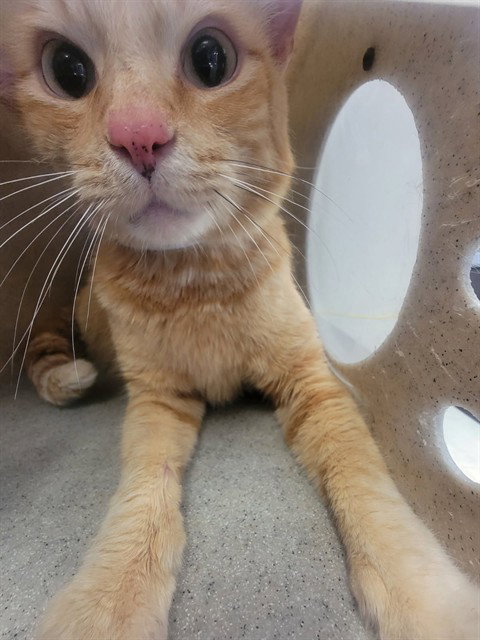 MANNY