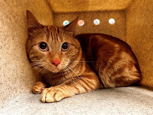 GARFIELD