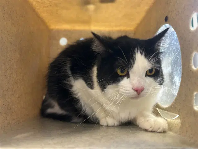 Beau - Domestic Short Hair