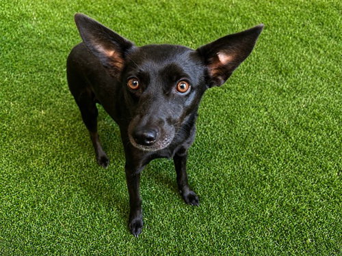 JENNY, an adoptable Chihuahua in Lancaster, CA