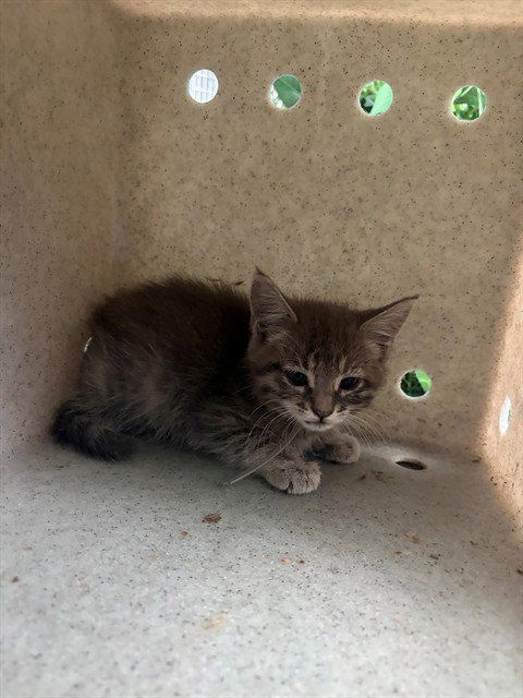 AGATHA, Baby Domestic Short Hair (medium coat), cat for adoption in Santa Clarita, California