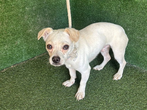TANNER, an adoptable Chihuahua in Lancaster, CA