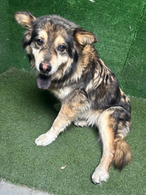 TABITHA, adoptable senior Chow Chow