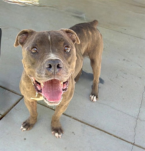 CHARLIE, an adoptable Pit Bull Terrier in Lancaster, CA