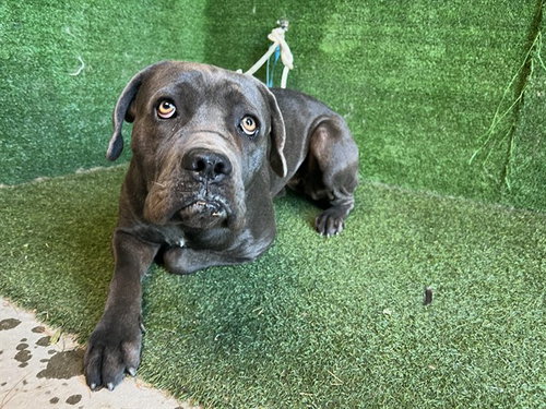 LILI, an adoptable Cane Corso Mastiff in Lancaster, CA