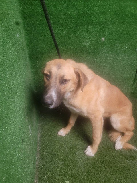 JAXX, an adoptable Anatolian Shepherd in Lancaster, CA