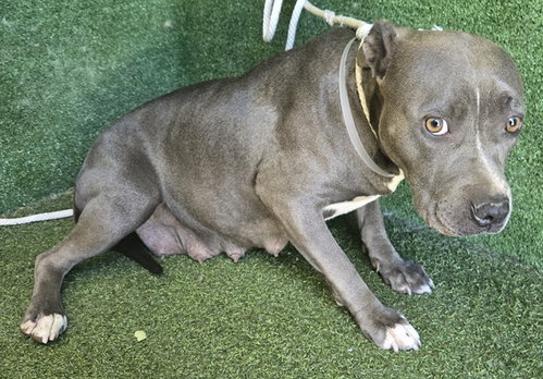 KIARA, an adoptable Pit Bull Terrier in Lancaster, CA