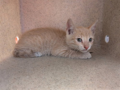 WASHINGTON, an adoptable Domestic Short Hair in Lancaster, CA