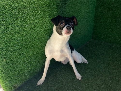 STAR, an adoptable Chihuahua in Lancaster, CA