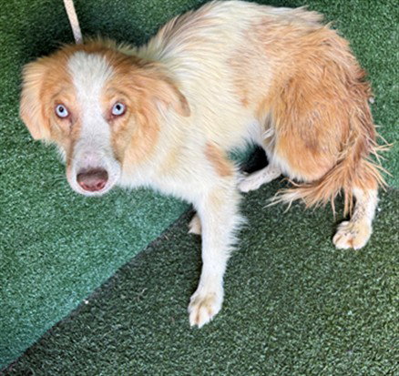 CHERRIE, an adoptable Australian Shepherd in Lancaster, CA
