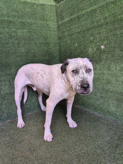 CAPONE, an adoptable Pit Bull Terrier in Lancaster, CA