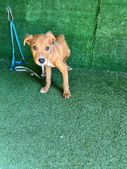 SHARKO, an adoptable Doberman Pinscher in Lancaster, CA