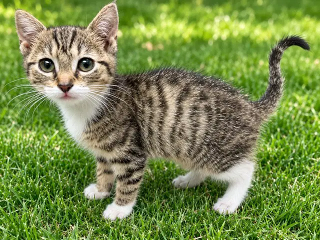 Pixie - Domestic Short Hair