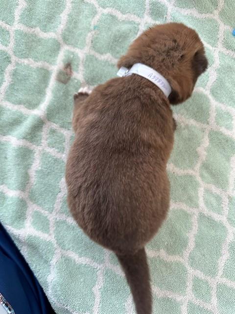 CROISSANT