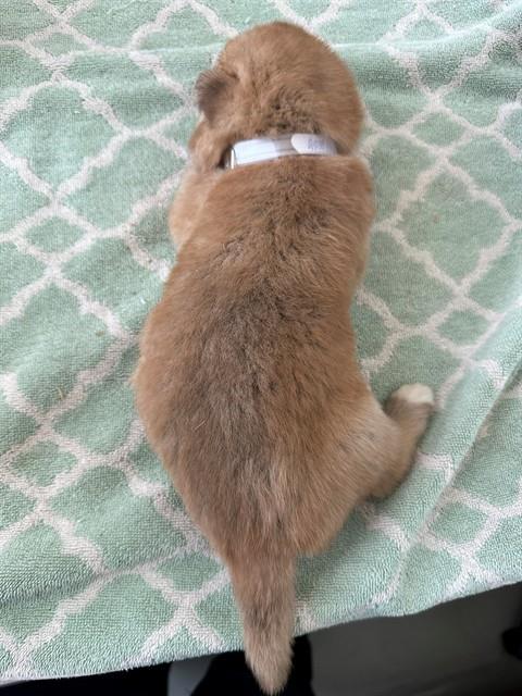 ECLAIR