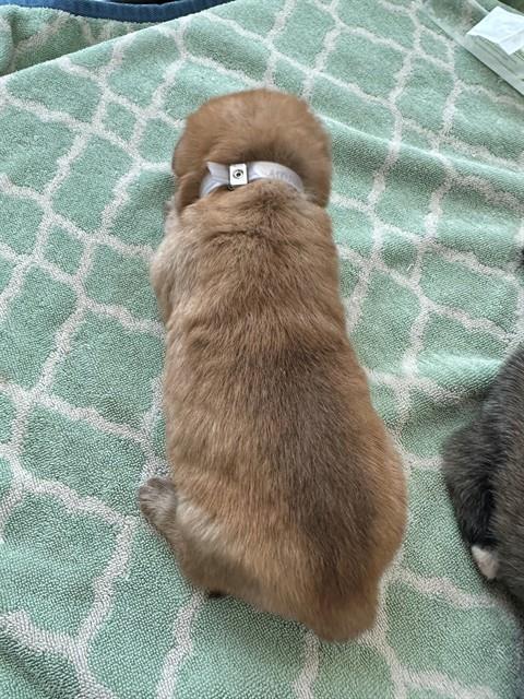 BEIGNET