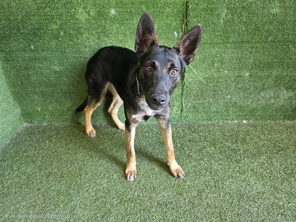 KONA