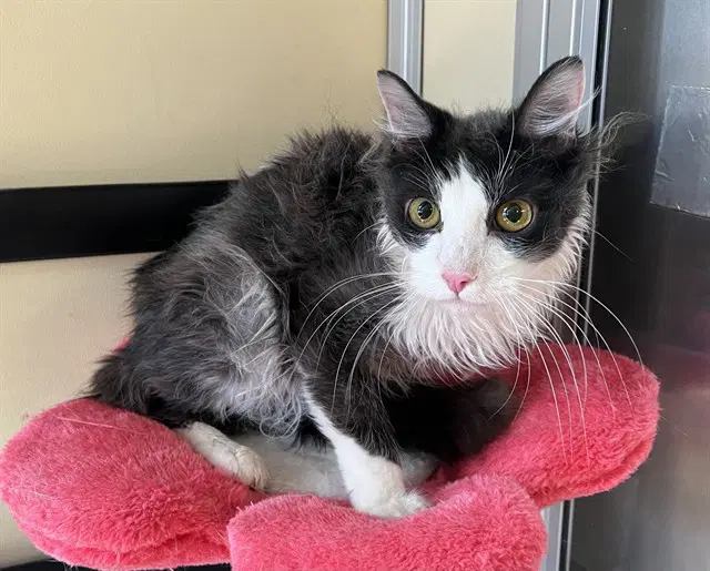 Kitty - Domestic Medium Hair