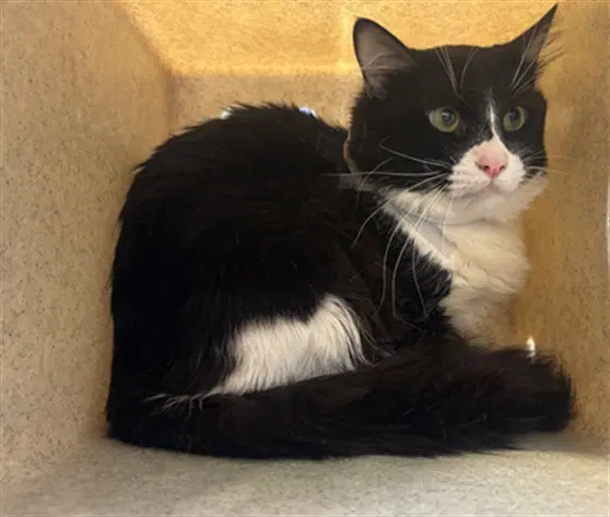 Spot - Domestic Long Hair