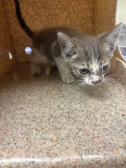 Dana - Domestic Short Hair