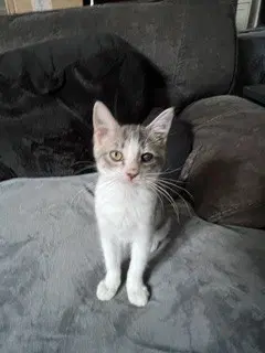 Dana - Domestic Short Hair