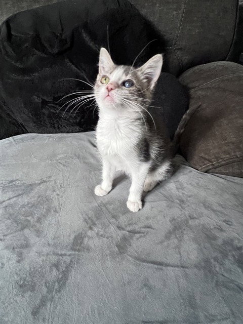picture of the cat needing adoption