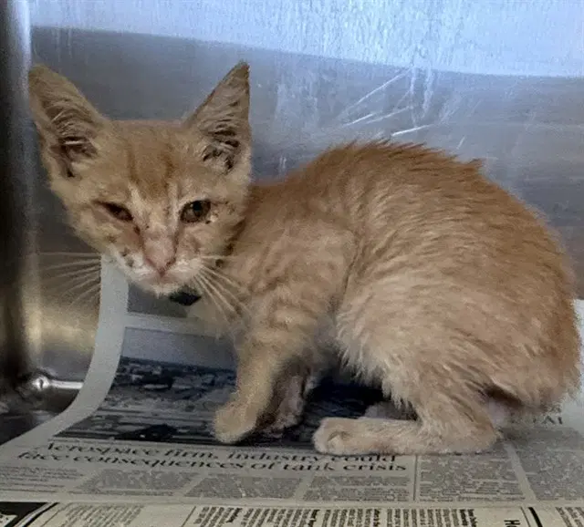 Fabiola - Domestic Short Hair