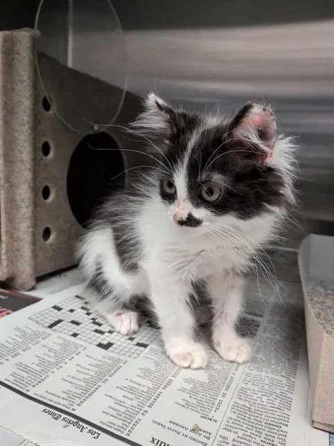 Fluffy - Domestic Medium Hair