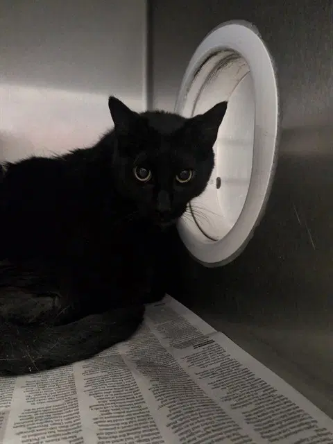 Jerry - Domestic Short Hair