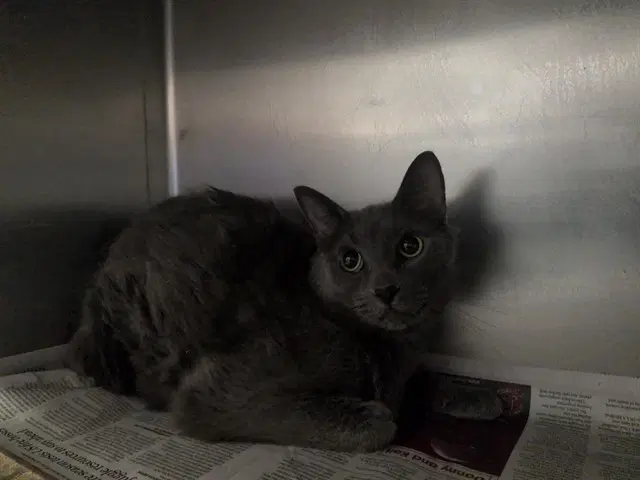 Tom - Domestic Short Hair