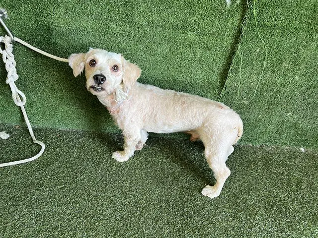 Unknown - Maltese