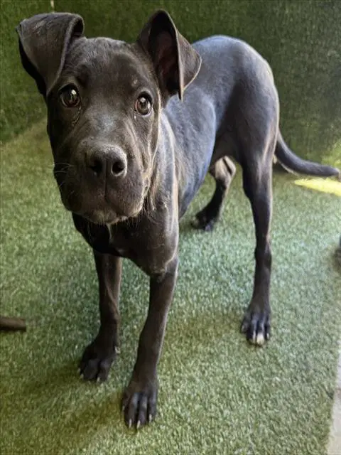 Tanya - Pit Bull Terrier