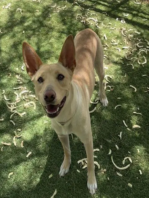 Mimzy - Ibizan Hound