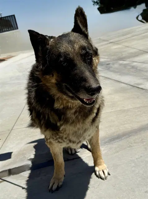 Lista - German Shepherd Dog