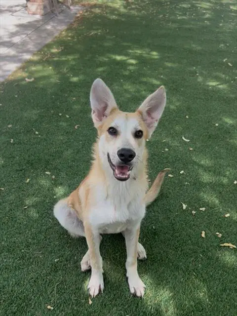 Ollie - German Shepherd Dog